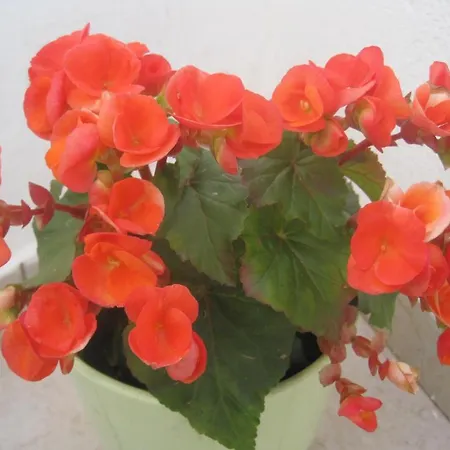 Galovic Gæstehus 3*